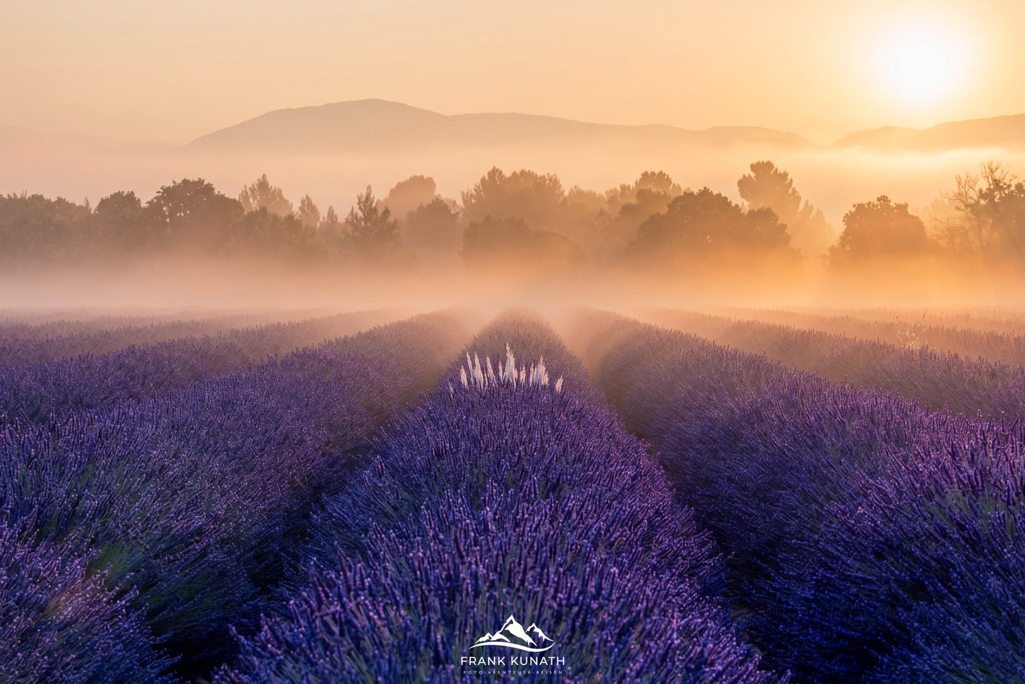 Lavendelfeld im Sonnenaufgang in der Provence