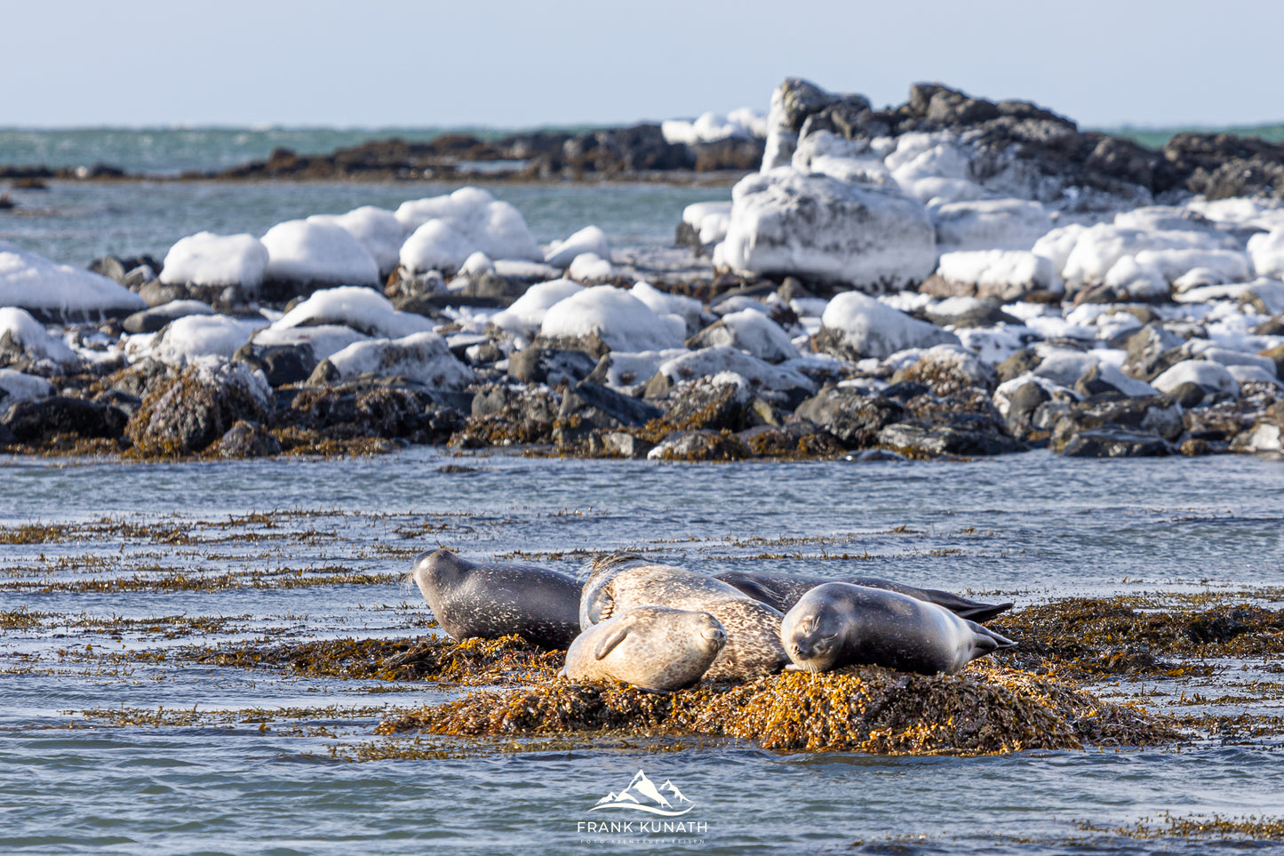 Teilnehmer des Fotoworkshops in Island fotografieren die Seehunde am Ytri Tunga Strand