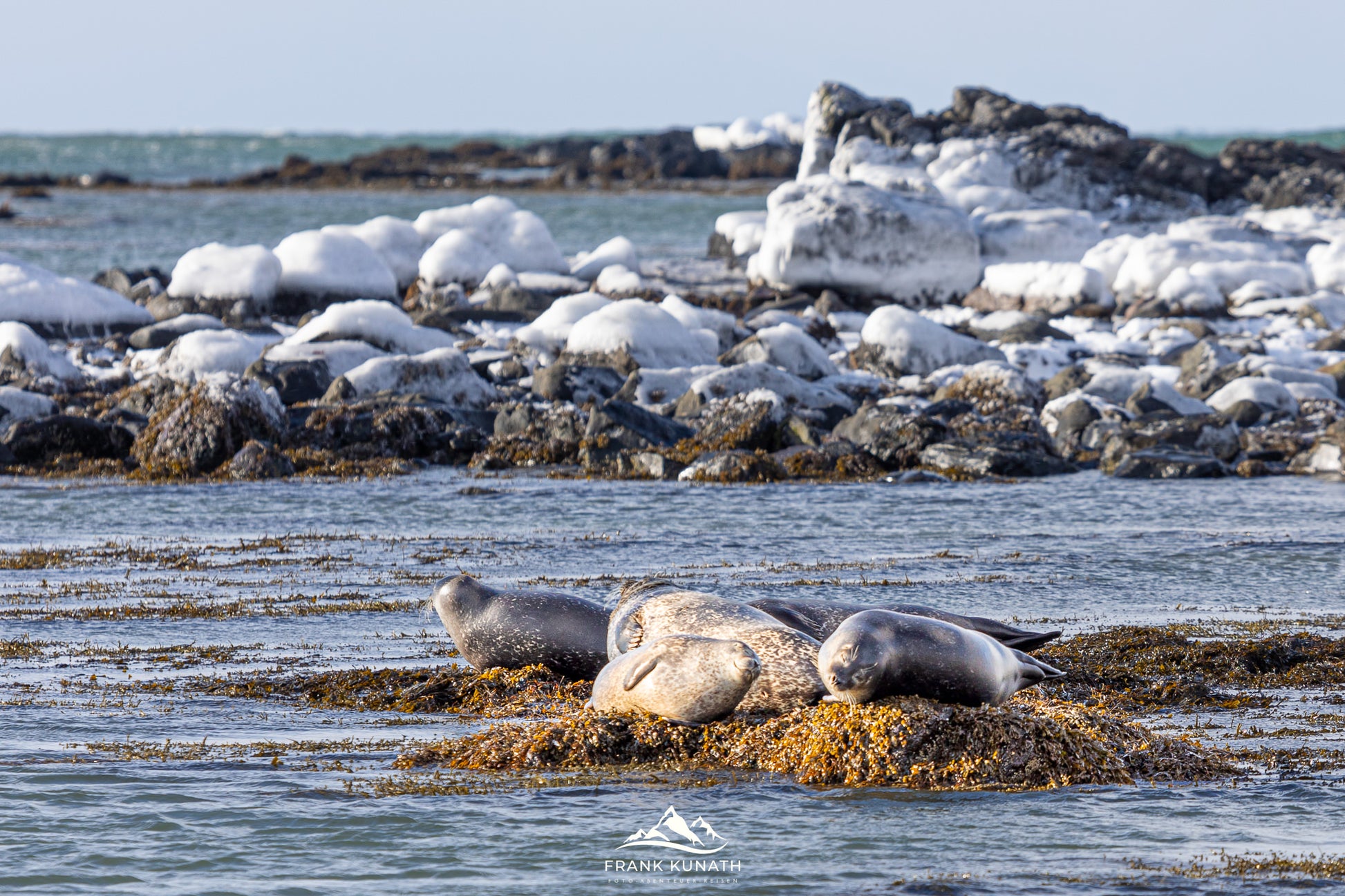 Teilnehmer des Fotoworkshops in Island fotografieren die Seehunde am Ytri Tunga Strand