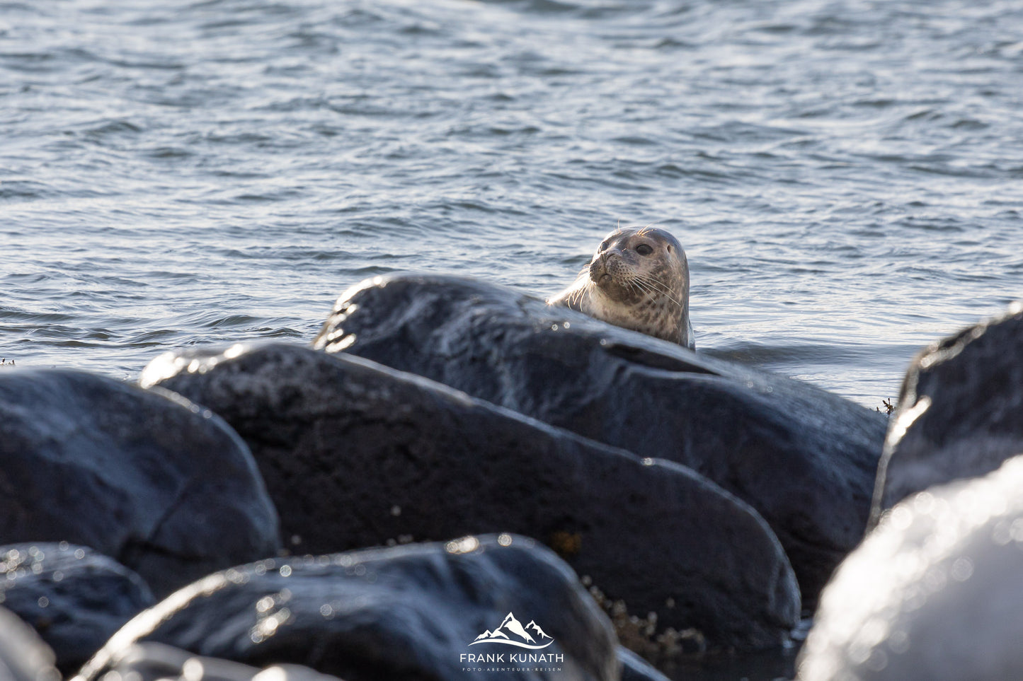 Teilnehmer des Fotoworkshops in Island fotografieren die Seehunde am Ytri Tunga Strand