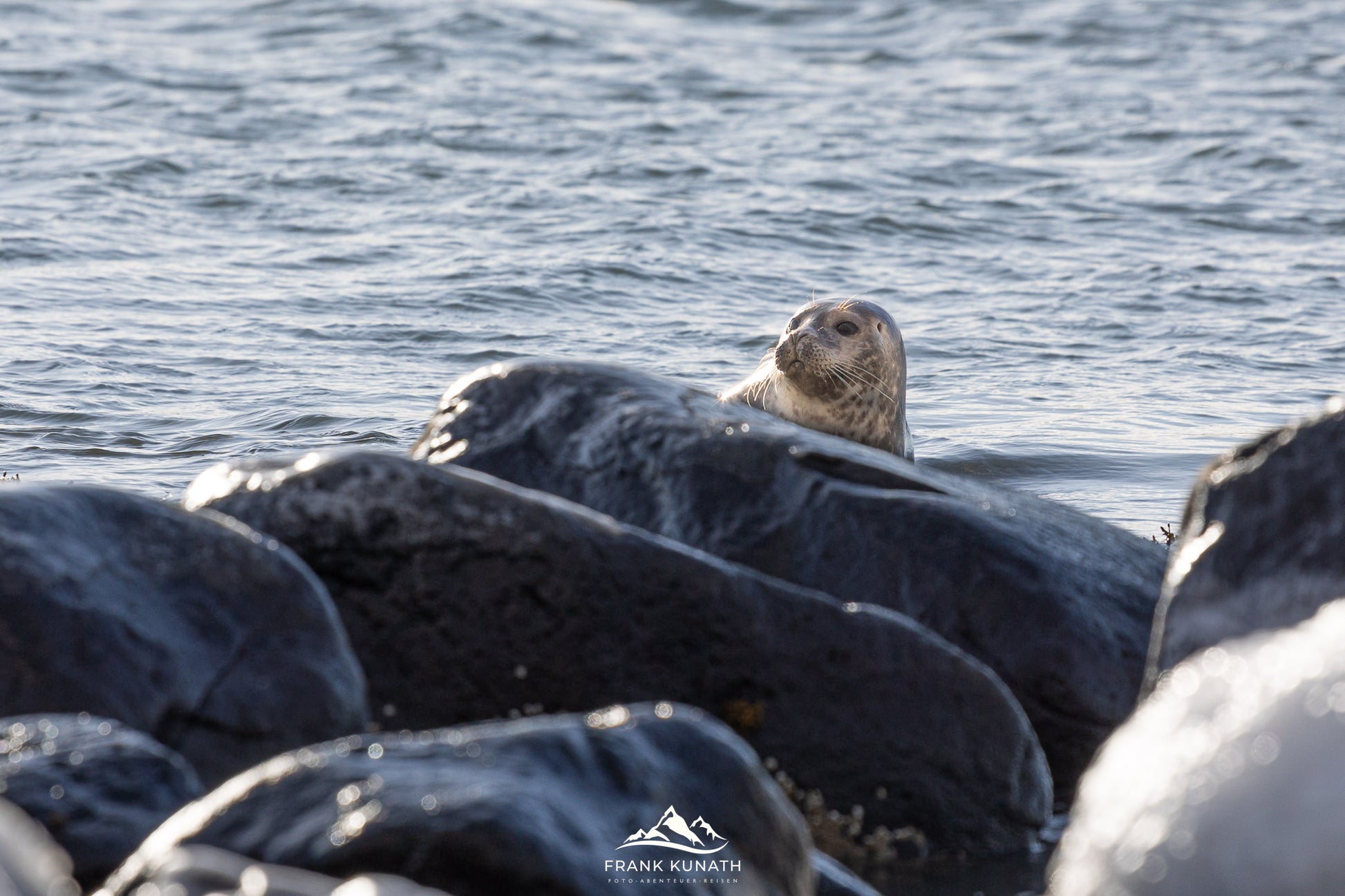 Teilnehmer des Fotoworkshops in Island fotografieren die Seehunde am Ytri Tunga Strand