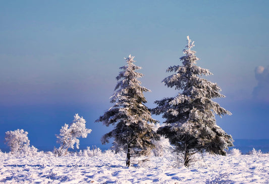 Copyright: Alexandra Stamper