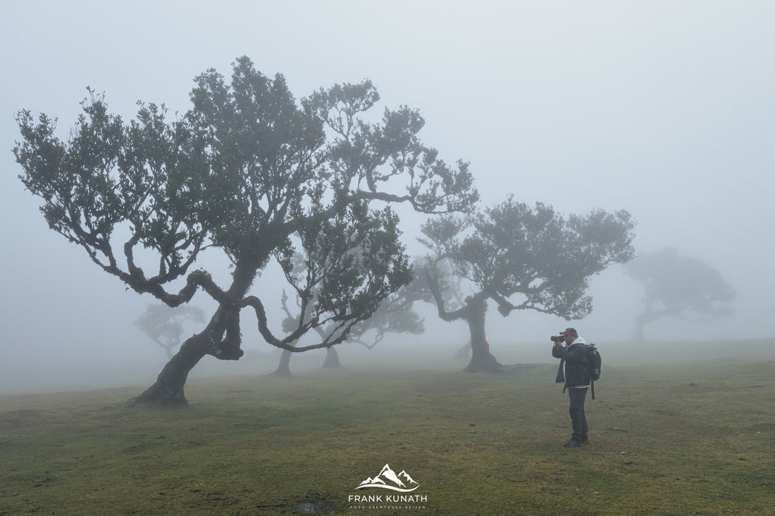 Fanal Madeira – der Feenwald in den Wolken.