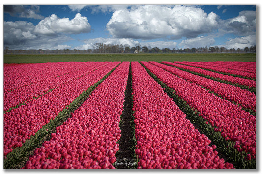 Fototour Alkmaar