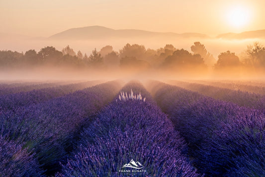 Lavendelfeld im Sonnenaufgang in der Provence