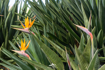 Fotoreise Madeira 2026