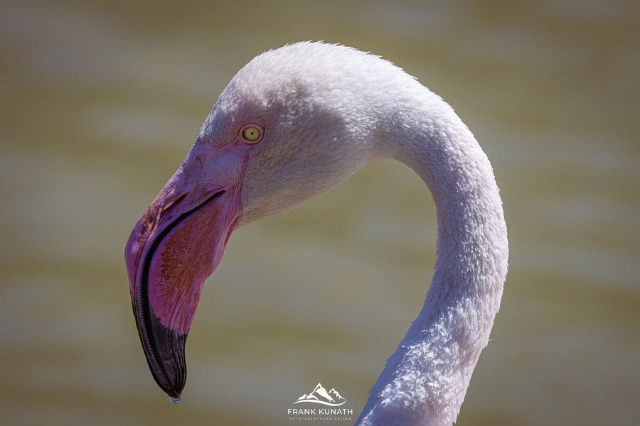 Flamingos in der Camargue fotografieren – Fotoreise Frank Kunath
