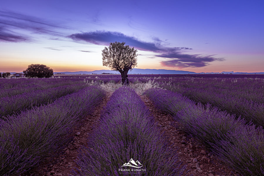 Lavendelfelder in der Hochebene von Valensole - das Herzstück der Provence-Fotoreise – Fotoreise Frank Kunath