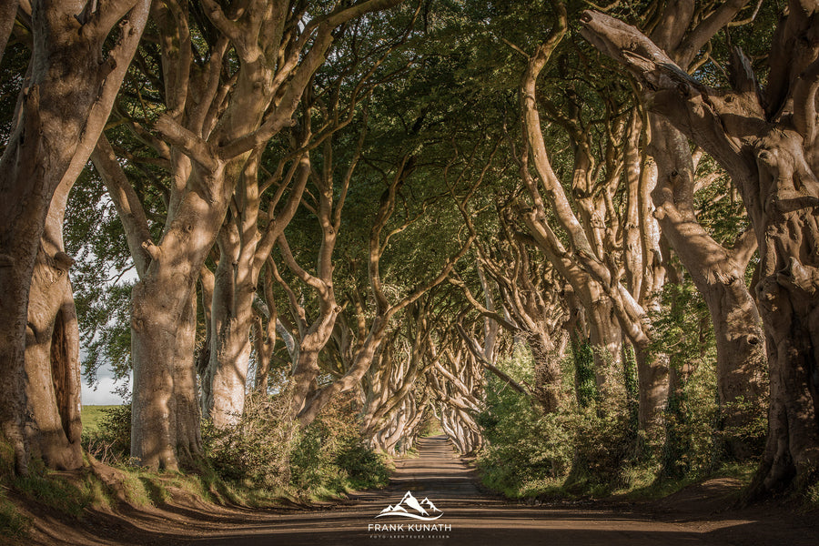 Die Buchenallee Dark Hedges – Fotoreise Frank Kunath